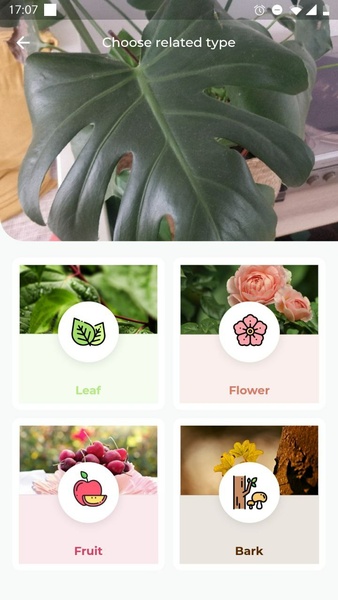 LeafSnap Plant Identification 螢幕截圖 1
