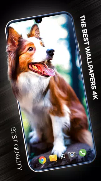 Wallpapers with dogs in 4K 螢幕截圖 0
